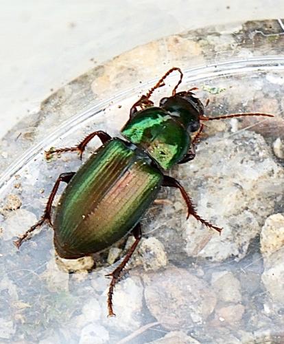 Harpalus distinguendus